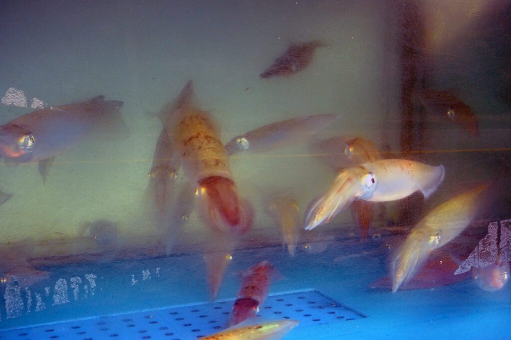 석도 - 이미지 3