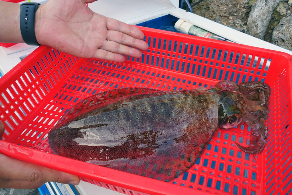 석도 - 이미지 8