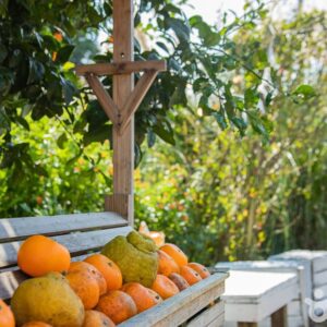 Alternative view of 서귀포 제주에인감귤밭 카페