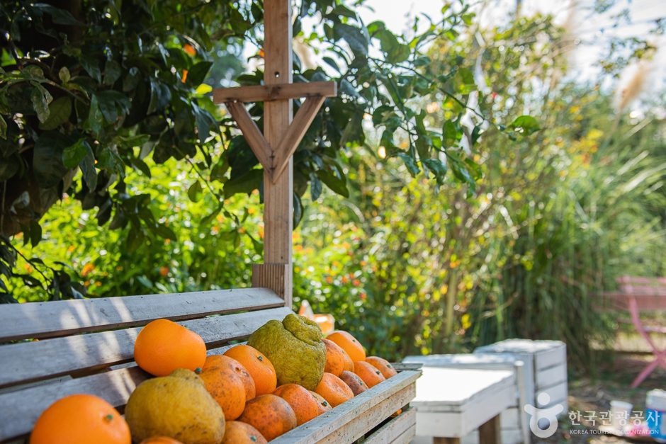 서귀포 제주에인감귤밭 카페 - 이미지 2