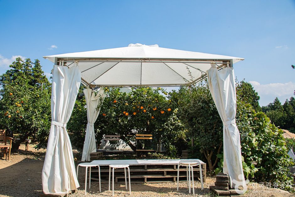 서귀포 제주에인감귤밭 카페 - 이미지 11