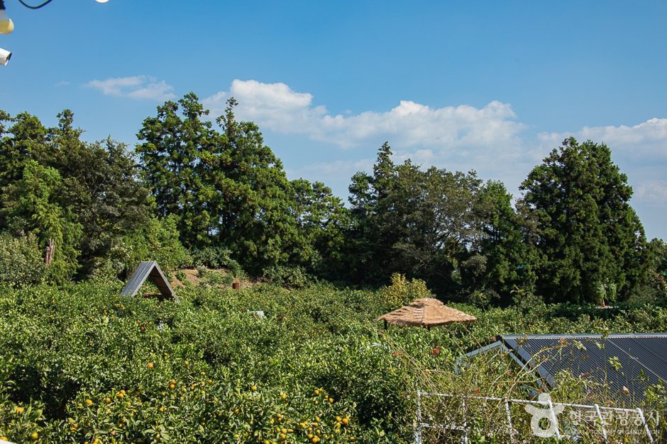 서귀포 제주에인감귤밭 카페 - 이미지 3