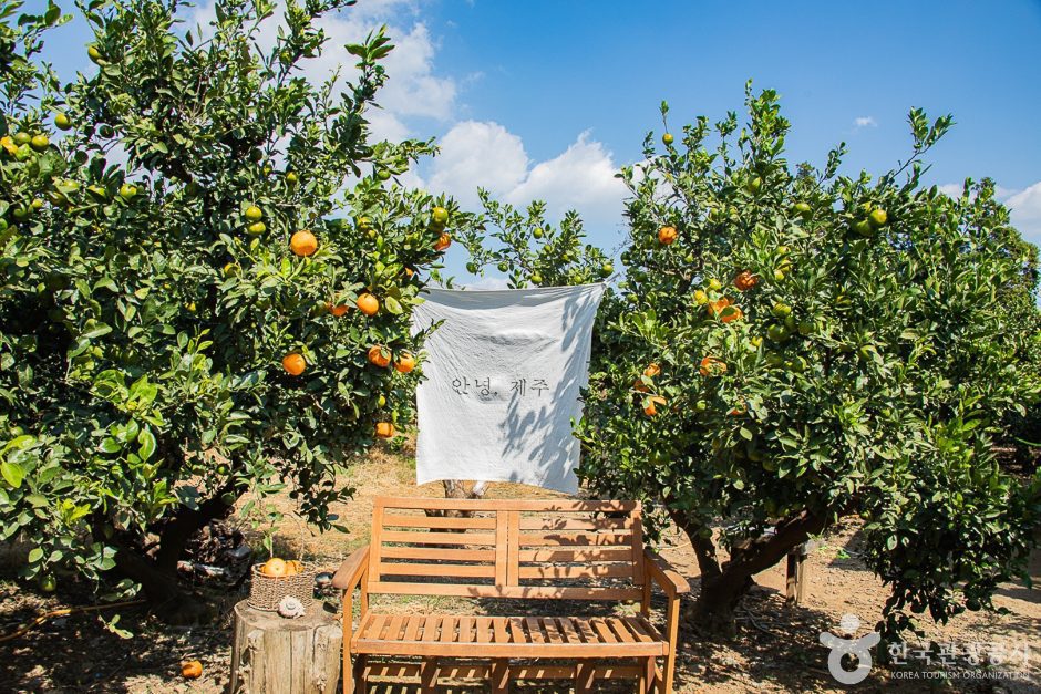 서귀포 제주에인감귤밭 카페 - 이미지 4