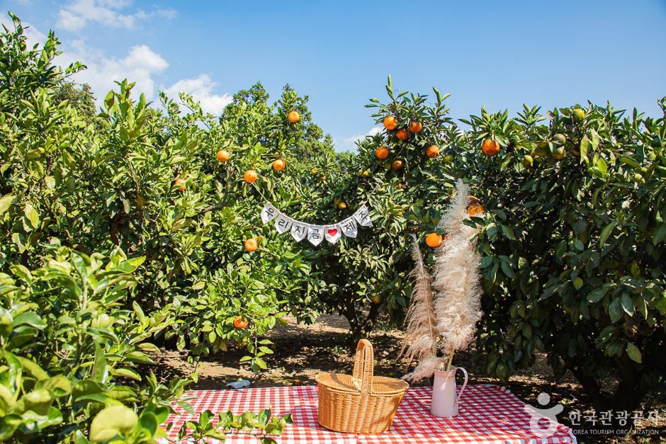 서귀포 제주에인감귤밭 카페 - 이미지 5