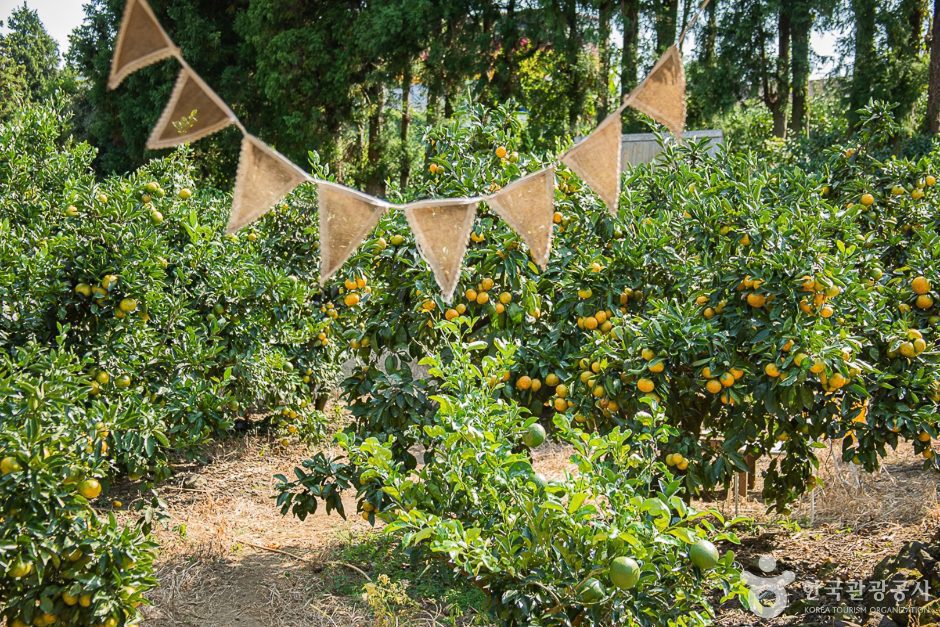서귀포 제주에인감귤밭 카페 - 이미지 6