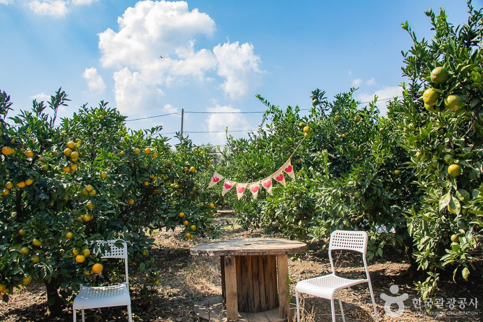 서귀포 제주에인감귤밭 카페 - 이미지 7