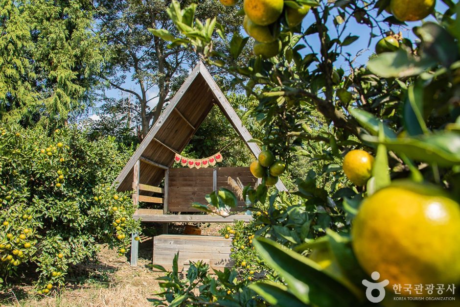 서귀포 제주에인감귤밭 카페 - 이미지 8