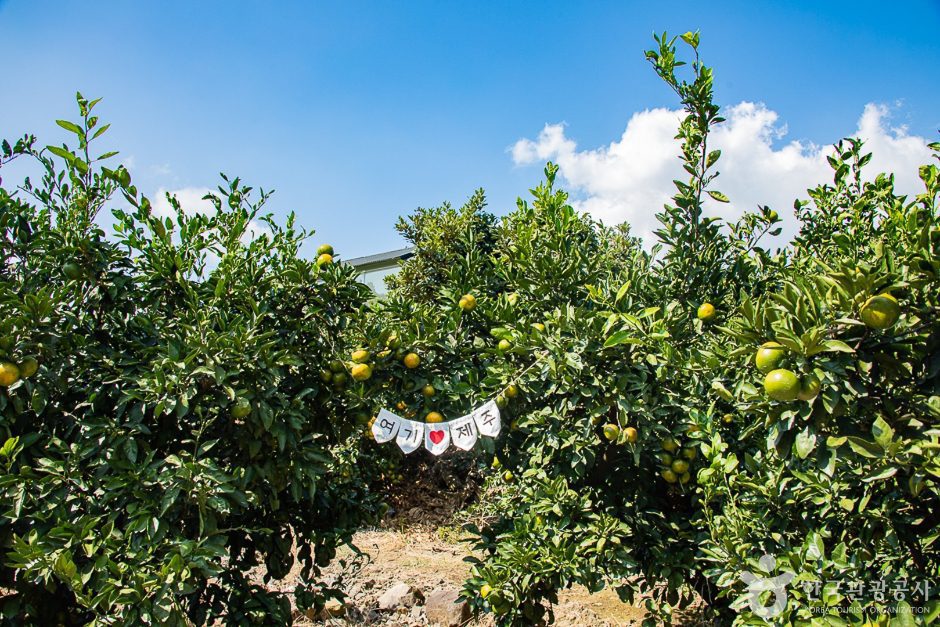 서귀포 제주에인감귤밭 카페 - 이미지 9
