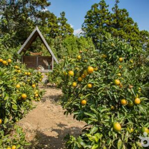 서귀포 제주에인감귤밭 카페