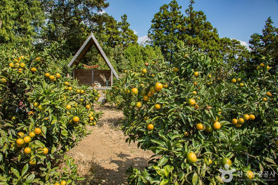 서귀포 제주에인감귤밭 카페